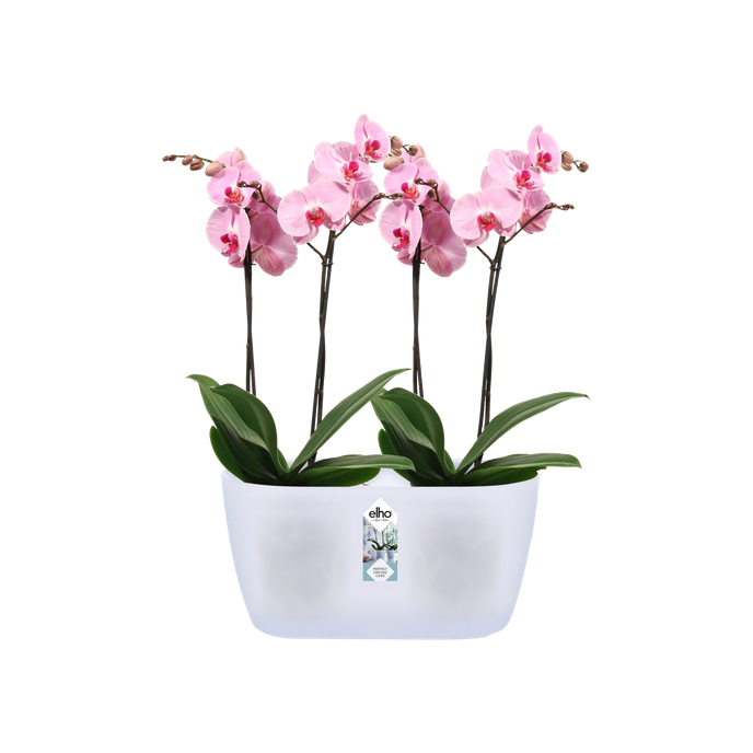 brussels orchid duo 25cm transparent